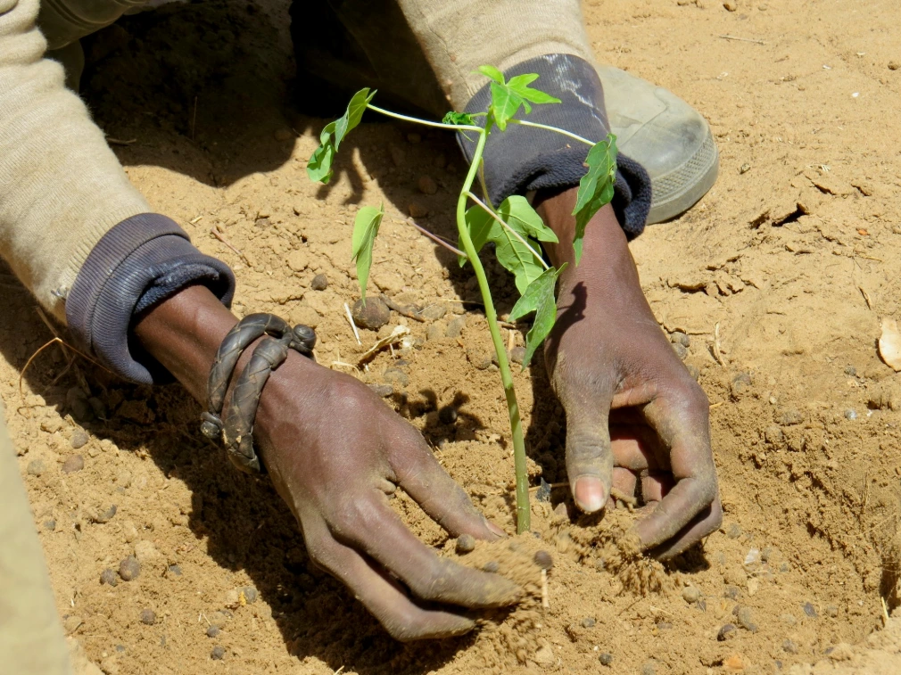 a person holding a plant